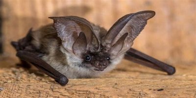 10 Crazy Facts About Bats