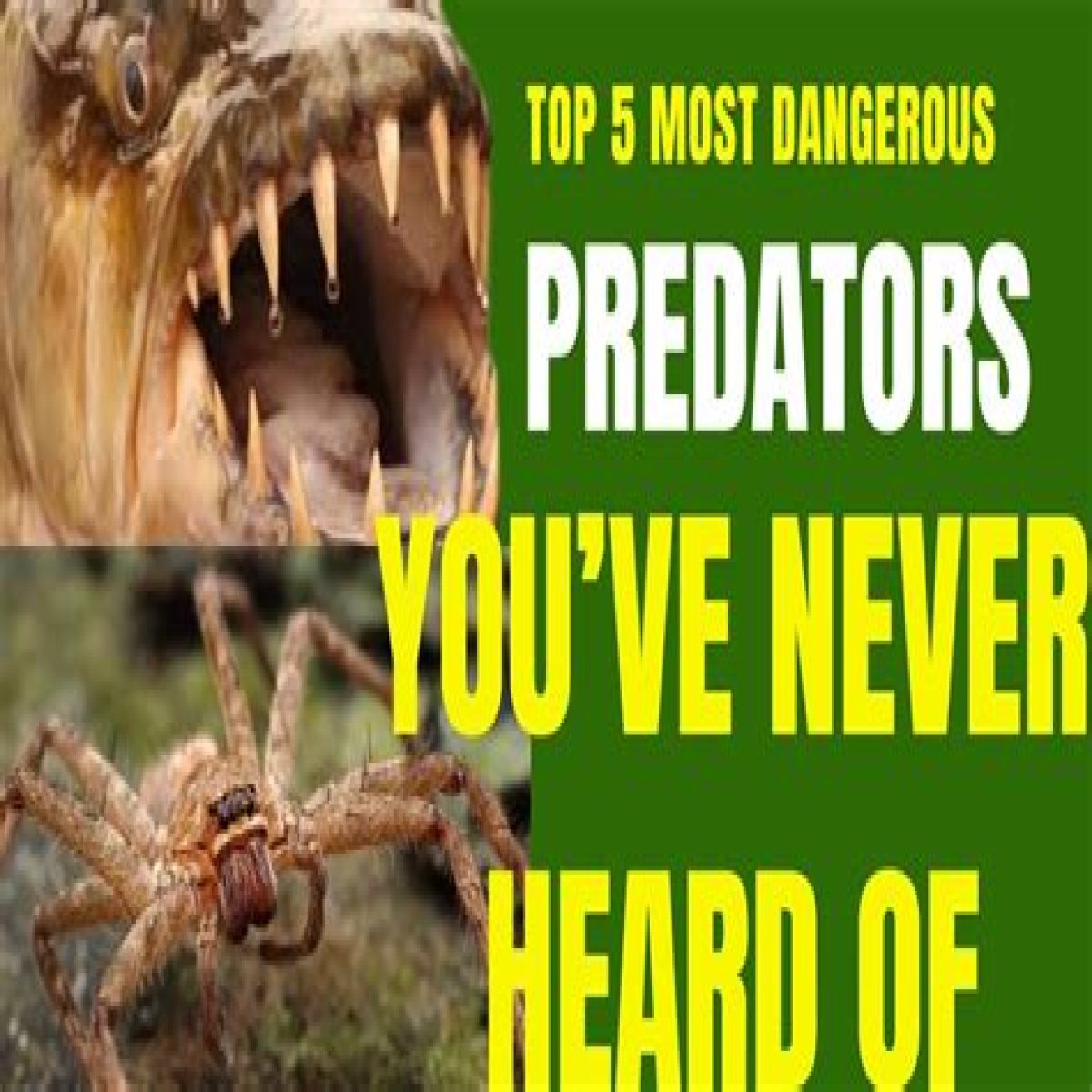 10 Terrifying And Deadly Predators You've Never Heard Of