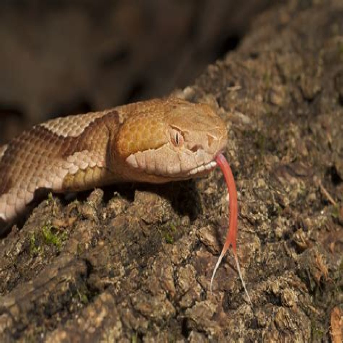 5-Year-Old Child Gets Bitten by Copperhead — Best Life