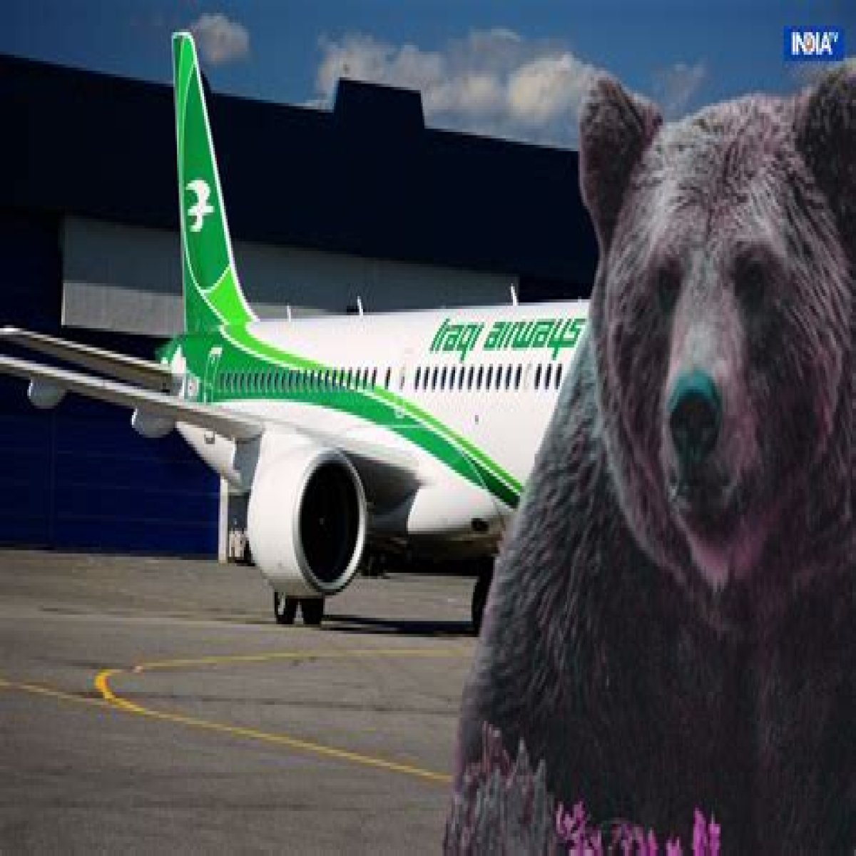 Bear escapes from crate in cargo hold of an Iraqi Airways plane in Dubai