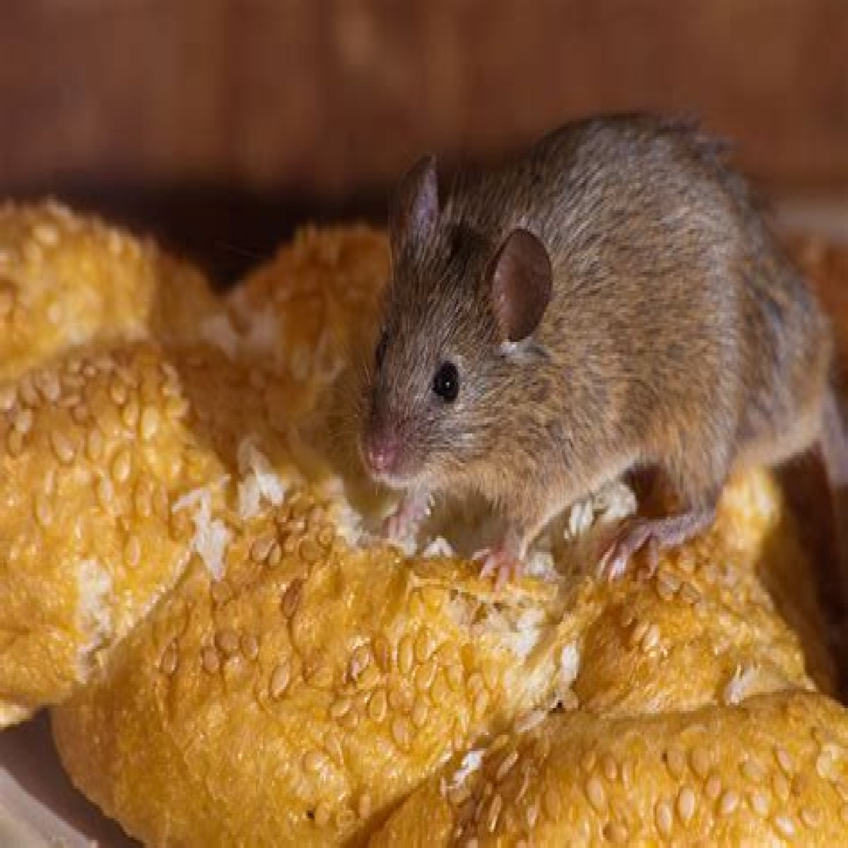 Can mice live in ovens?