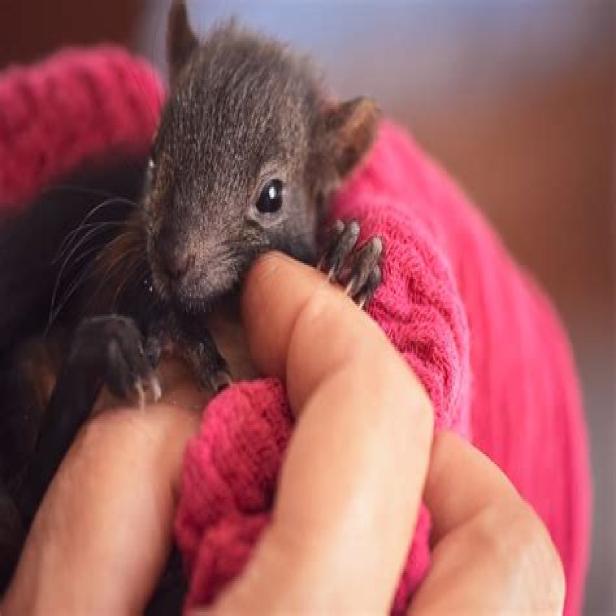   Hope for Wildlife: What happened to Hope Swinimer’s arm?    Sun 31 January 2021 12:33    Helen Williams    