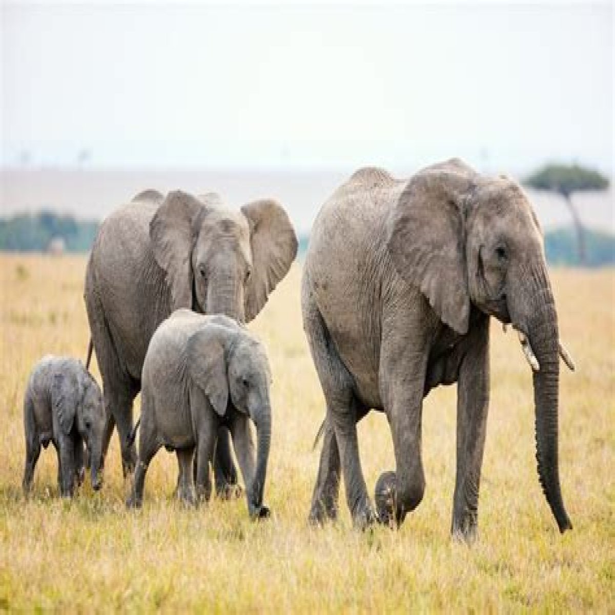 How Many Elephants Are Left in the World: A Vital Quest for Conservation
