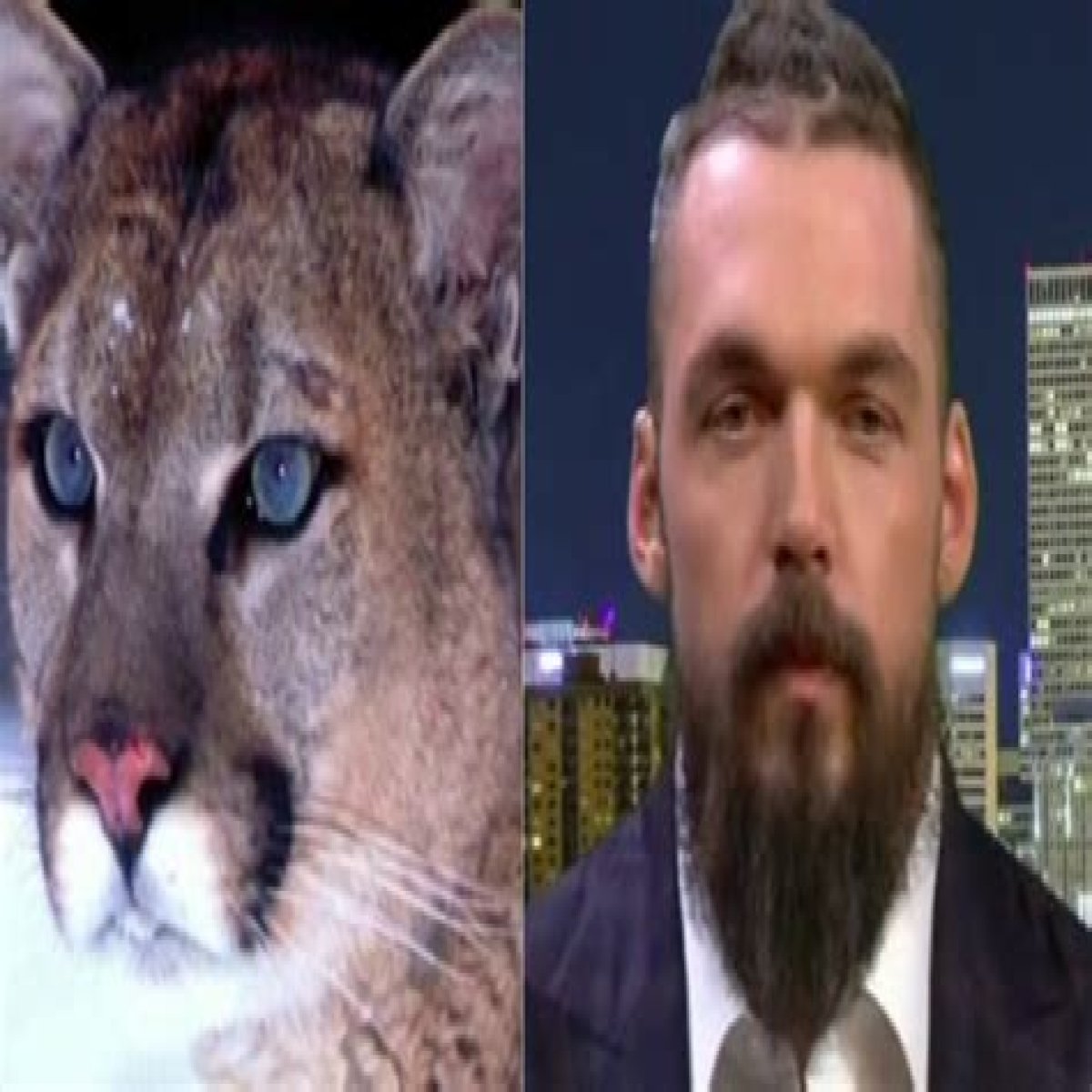 ‘I’m gonna eat that cat’: Ex-NFL star Derek Wolfe says he drew flak after killing mountain lion legally