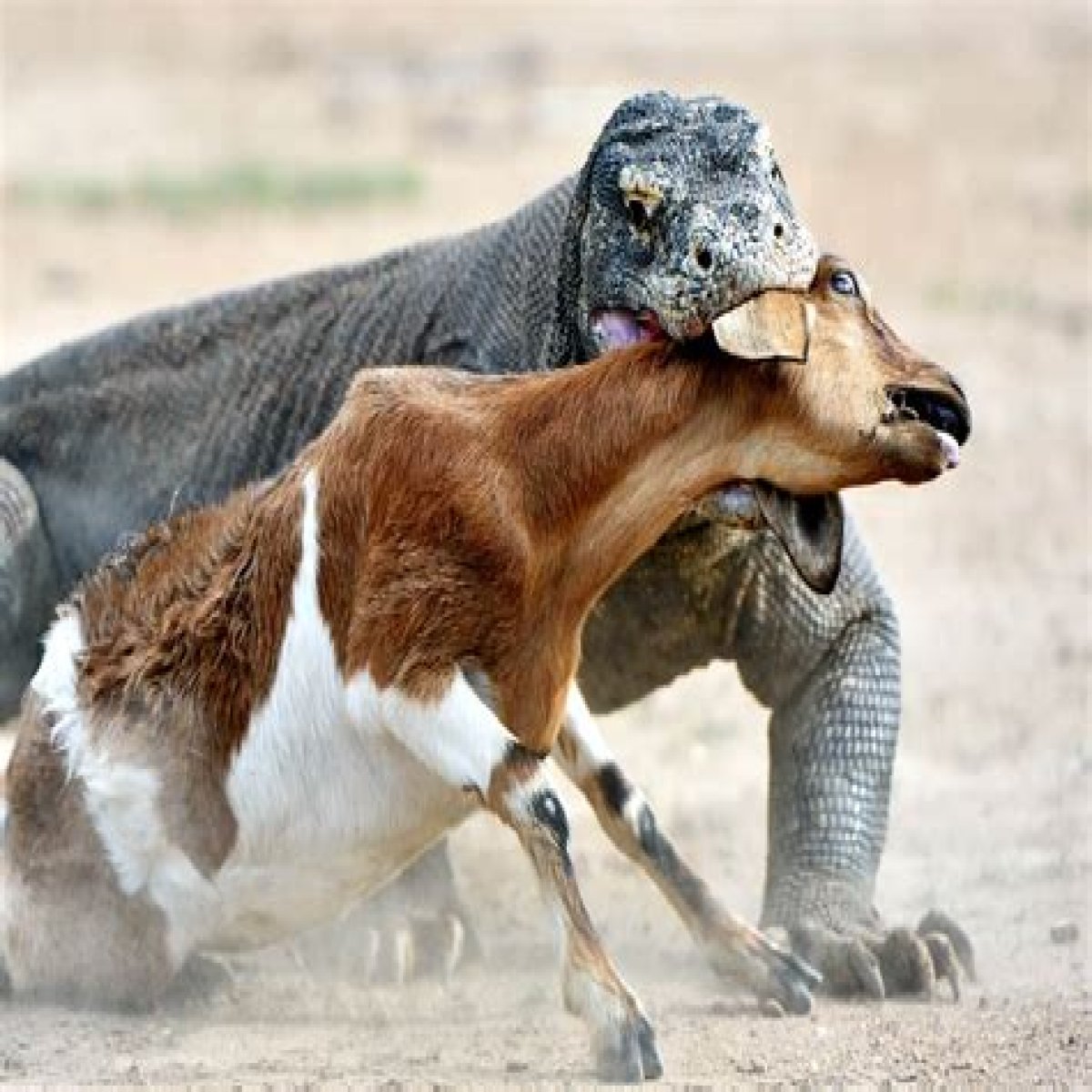 These 9 Adorable Animals Should Actually Terrify You
