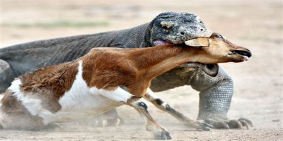 These 9 Adorable Animals Should Actually Terrify You